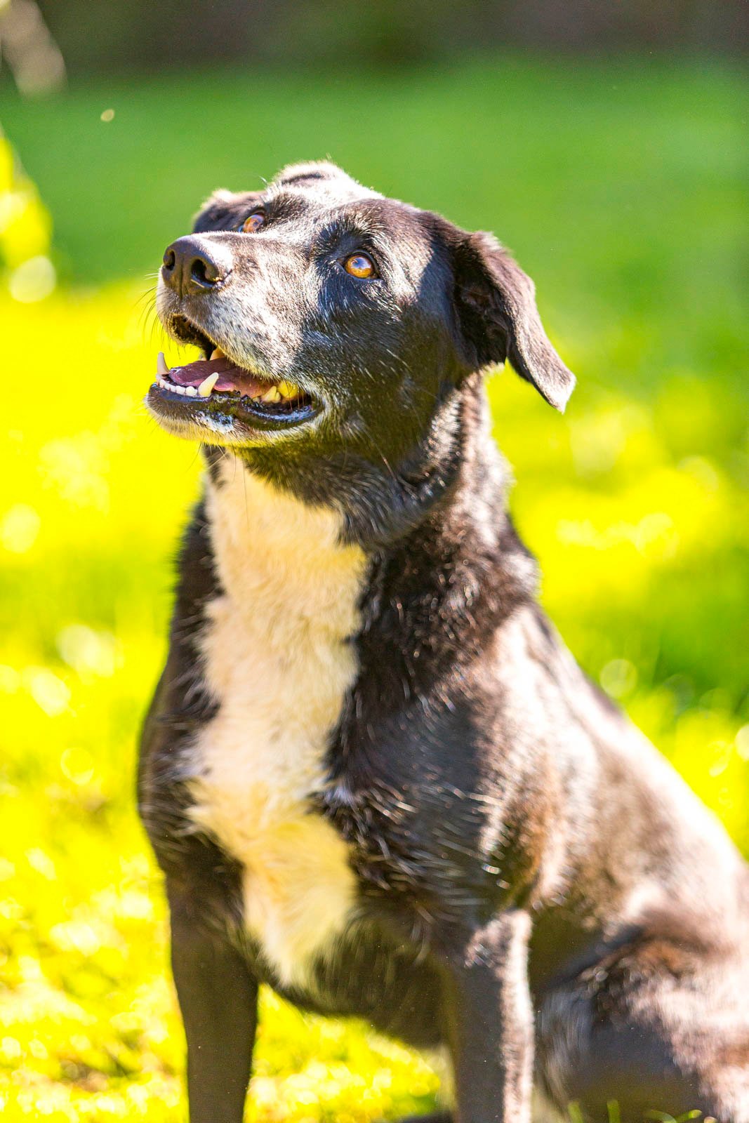 devon-dog-rescue-and-rehoming-rescue-dogs-for-adoption-in-devon