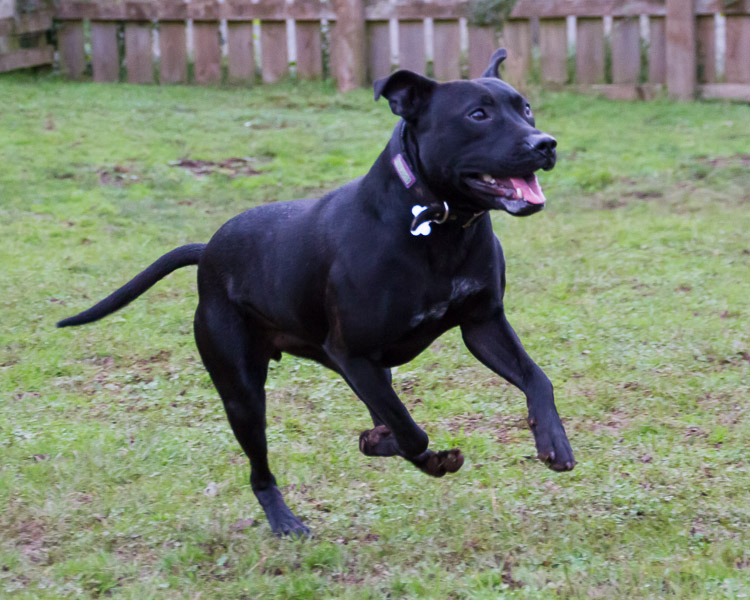 Devon Dog Rescue And Rehoming Rescue Dogs For Adoption In Devon