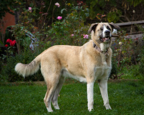 Momo: Spanish Mastiff crossbreed.