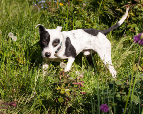 Neville, rescue dog, adoption, rehoming, devon, staffordshire bull terrier, crossbreed