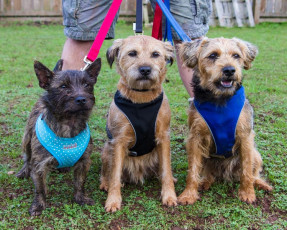 Ollie with his Border Terrier family