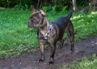 Reg - a three year old neutered male French Bulldog crossbreed.