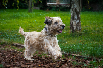 Oscar: 7 year old Jack Russell Terrier/Poodle mix.