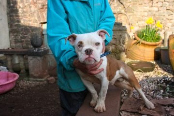 Jimmy, British Bulldog cross, Devon dog rescue and rehoming