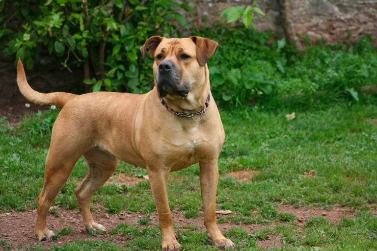 devon-dog-rescue-and-rehoming-rescue-dogs-for-adoption-in-devon