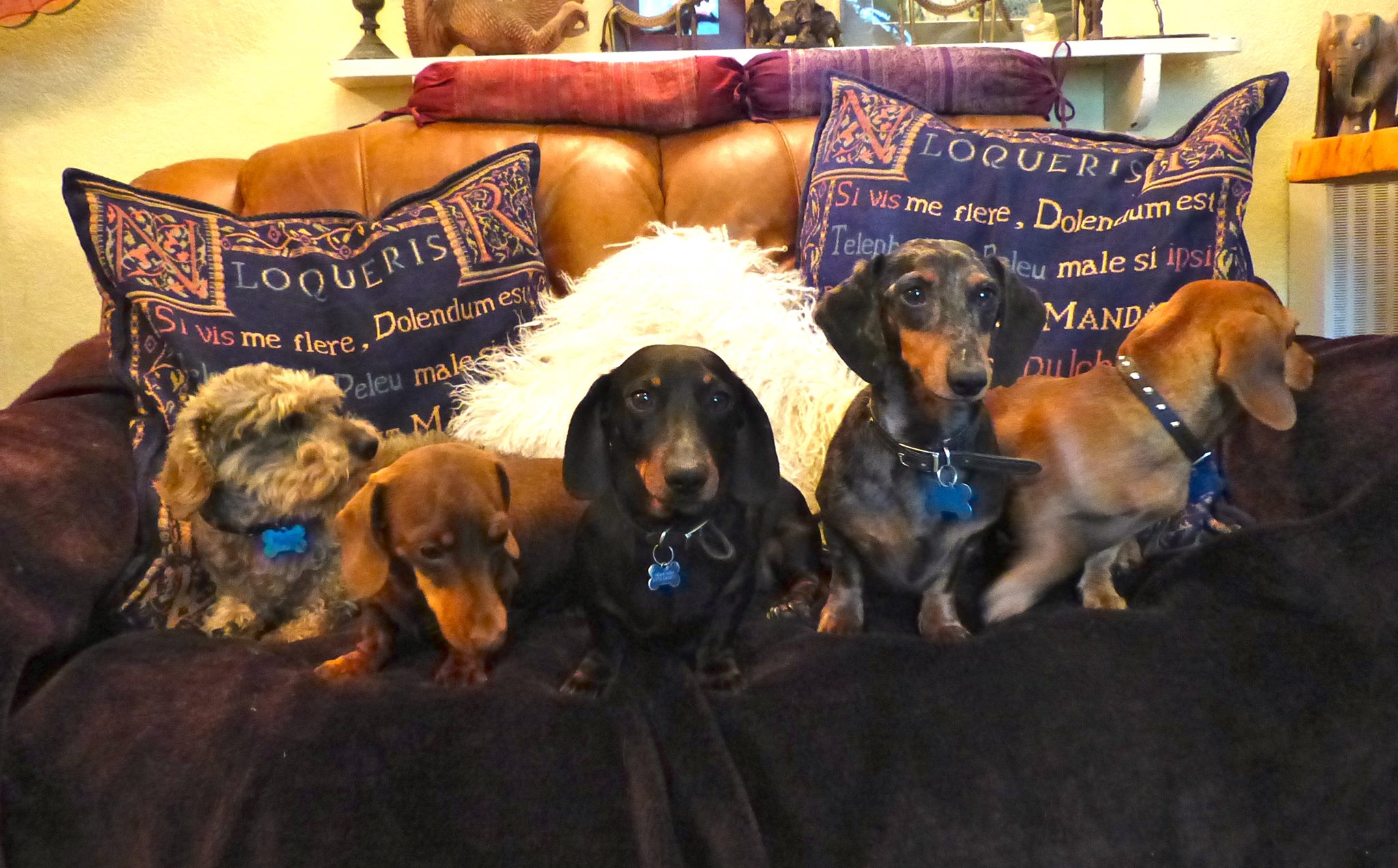 devon-dog-rescue-and-rehoming-rescue-dogs-for-adoption-in-devon